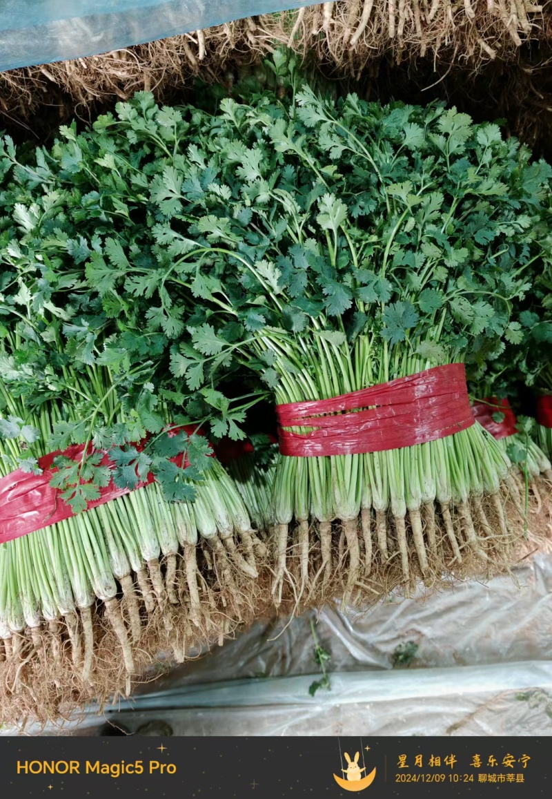 铁杆青香菜！供应电商平台！社区团购！美团！市场等！
