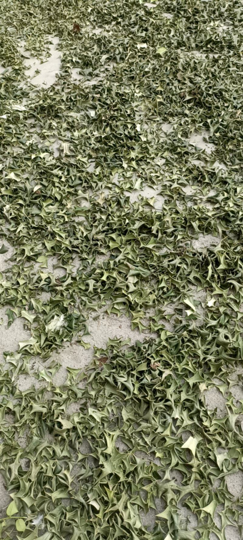 枸骨叶，老虎刺，精品干货无枝杆