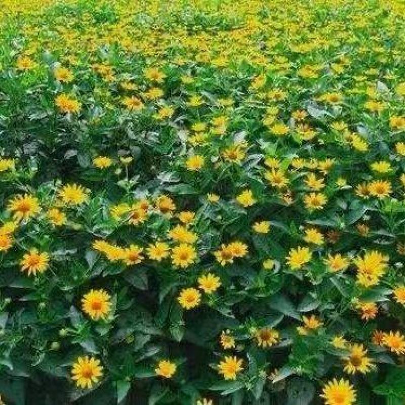 精品赛菊芋优质赛菊芋基地