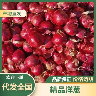 红皮洋葱诚信经营服务周到一手货源品质保证