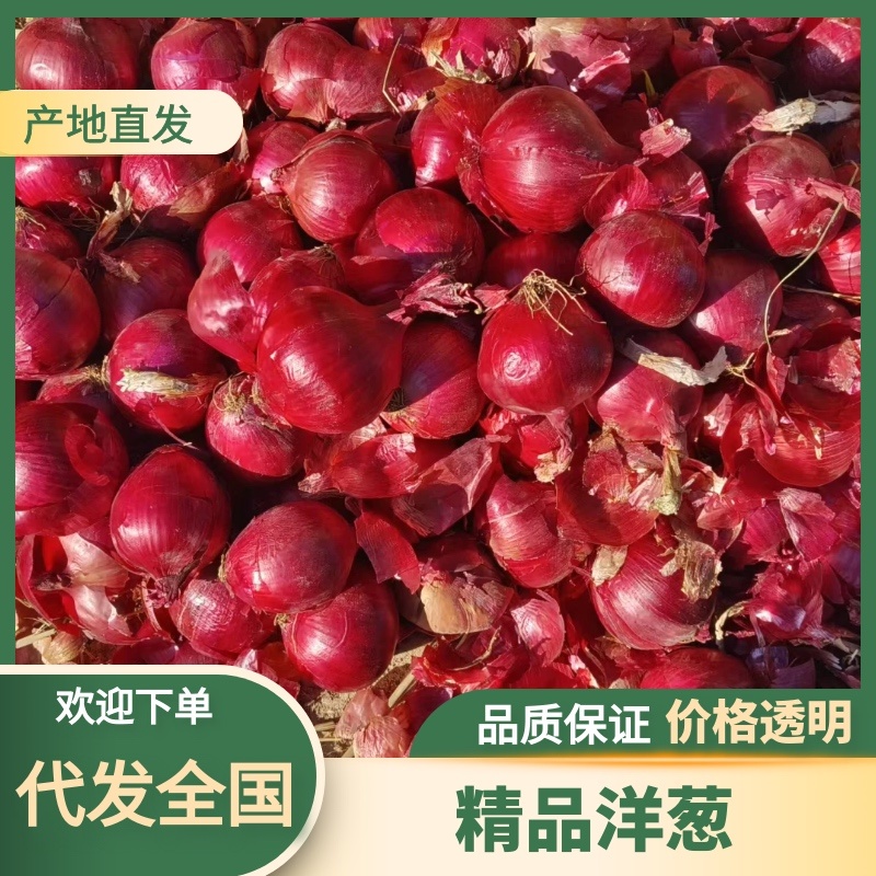 红皮洋葱诚信经营服务周到一手货源品质保证