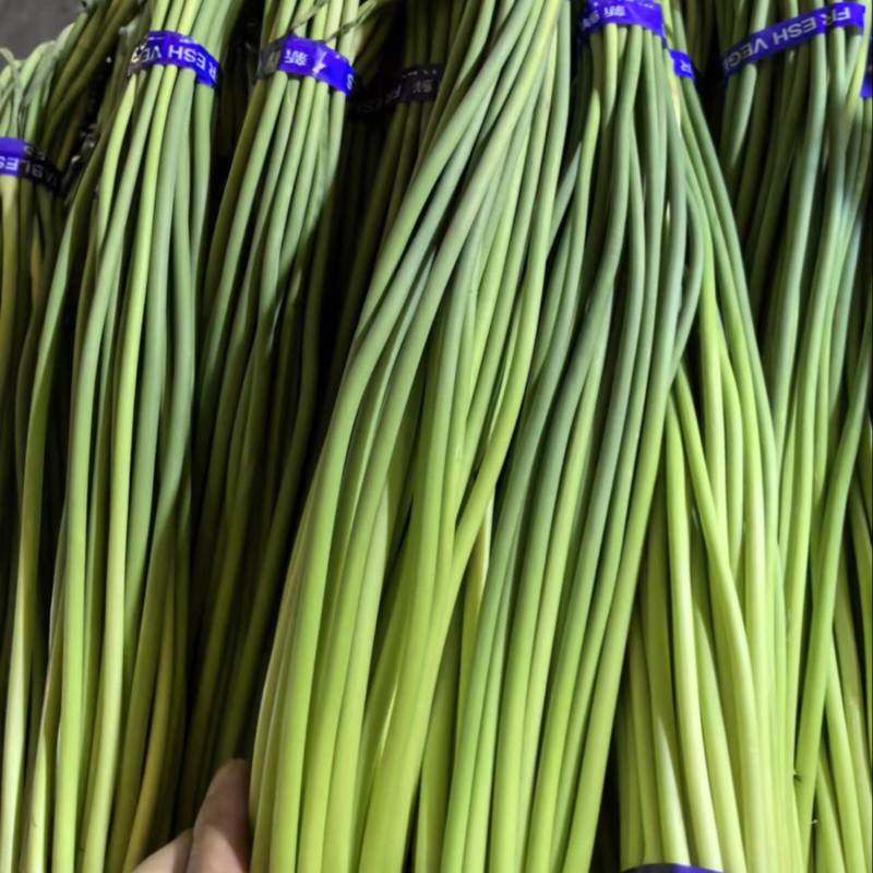 红帽蒜苔一手货源价格便宜一吨起批随到随装
