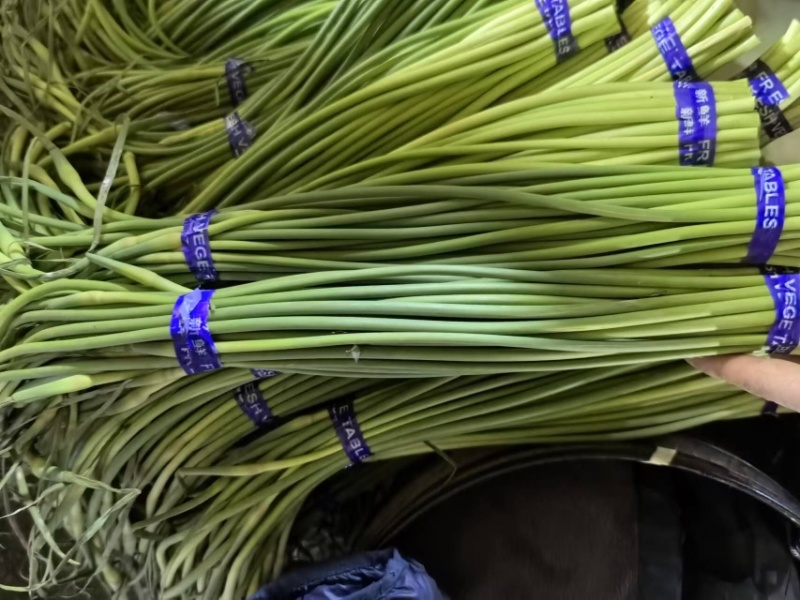 红帽蒜苔一手货源价格便宜一吨起批随到随装