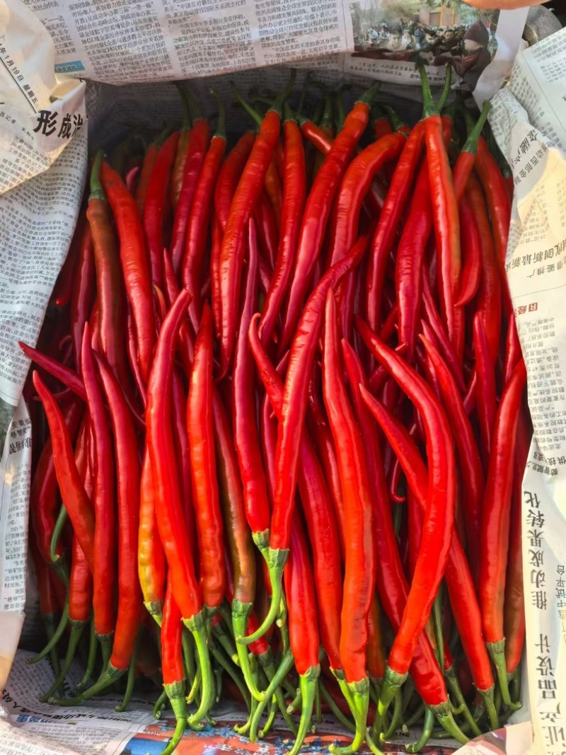 红3号8号皱皮椒鲜辣椒基地一手货源，对接全国电商市场