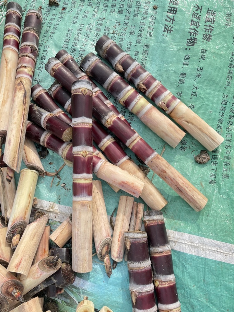 广西柳州黑皮甘蔗种苗对接各大平台电商商超批发可议价
