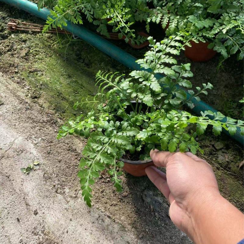 吉姆蕨基地吉姆蕨批发