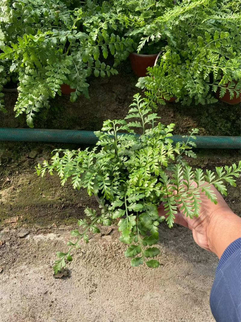 吉姆蕨基地吉姆蕨批发