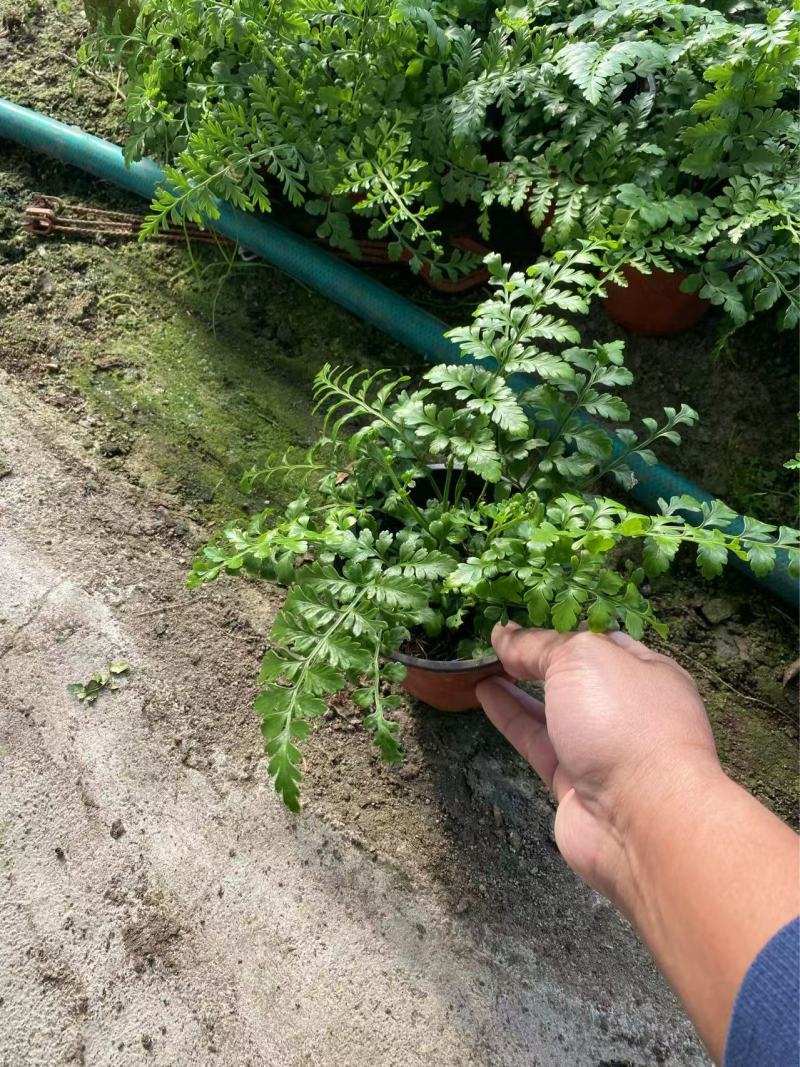 吉姆蕨基地吉姆蕨批发