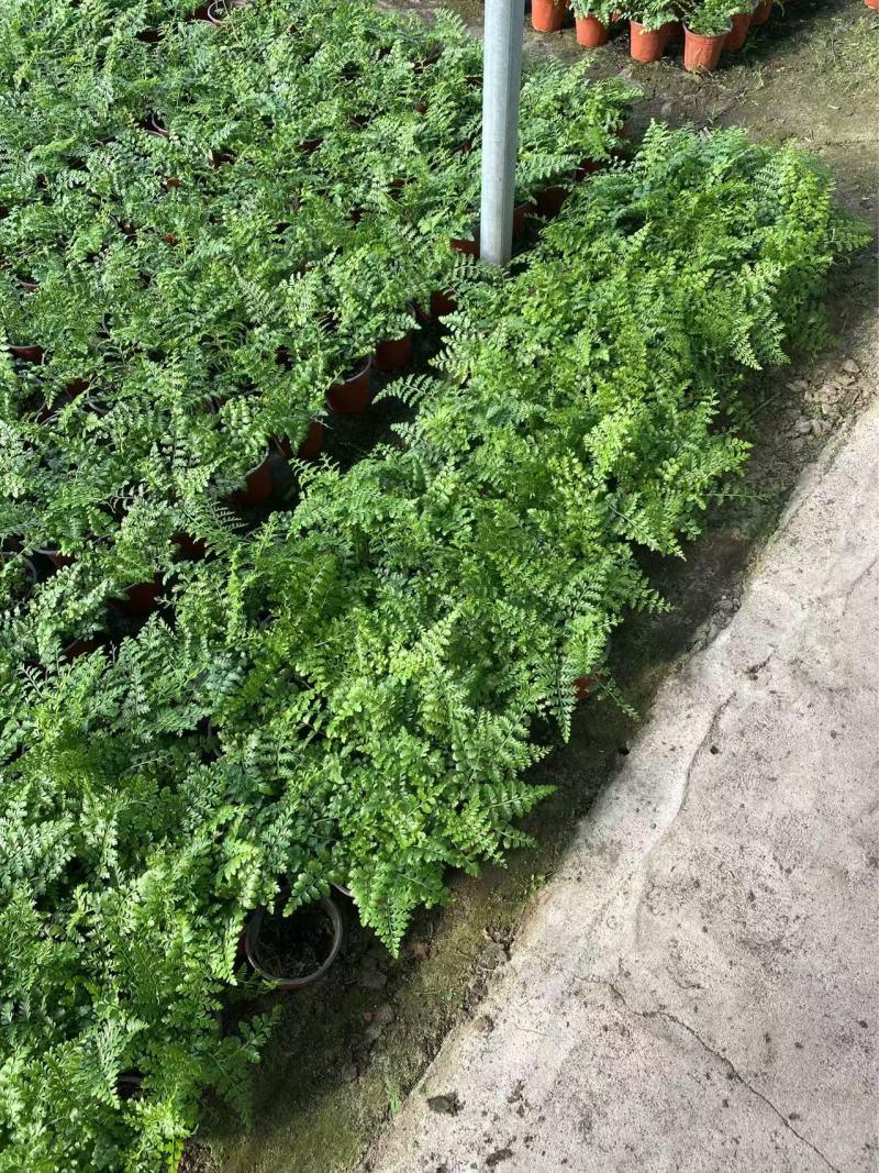 吉姆蕨基地吉姆蕨批发