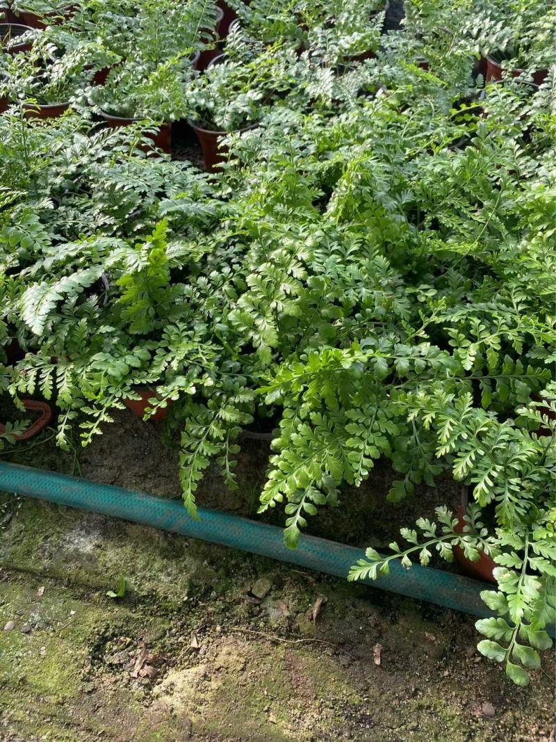 吉姆蕨基地吉姆蕨批发
