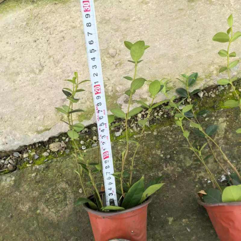 风车茉莉120，高度25一30cm，基地有量，欢迎订购。
