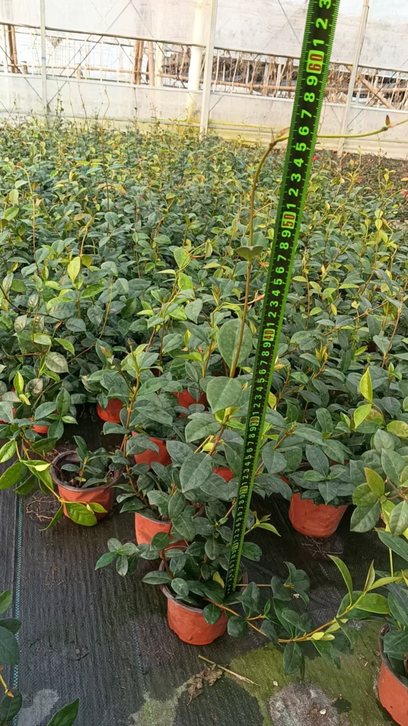 风车茉莉120，高度25一30cm，基地有量，欢迎订购。
