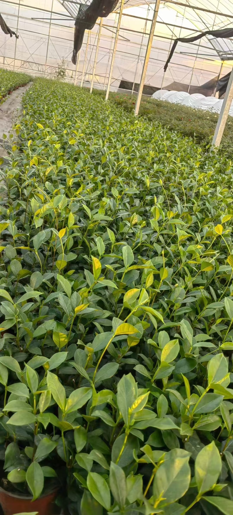 风车茉莉120，高度25一30cm，基地有量，欢迎订购。