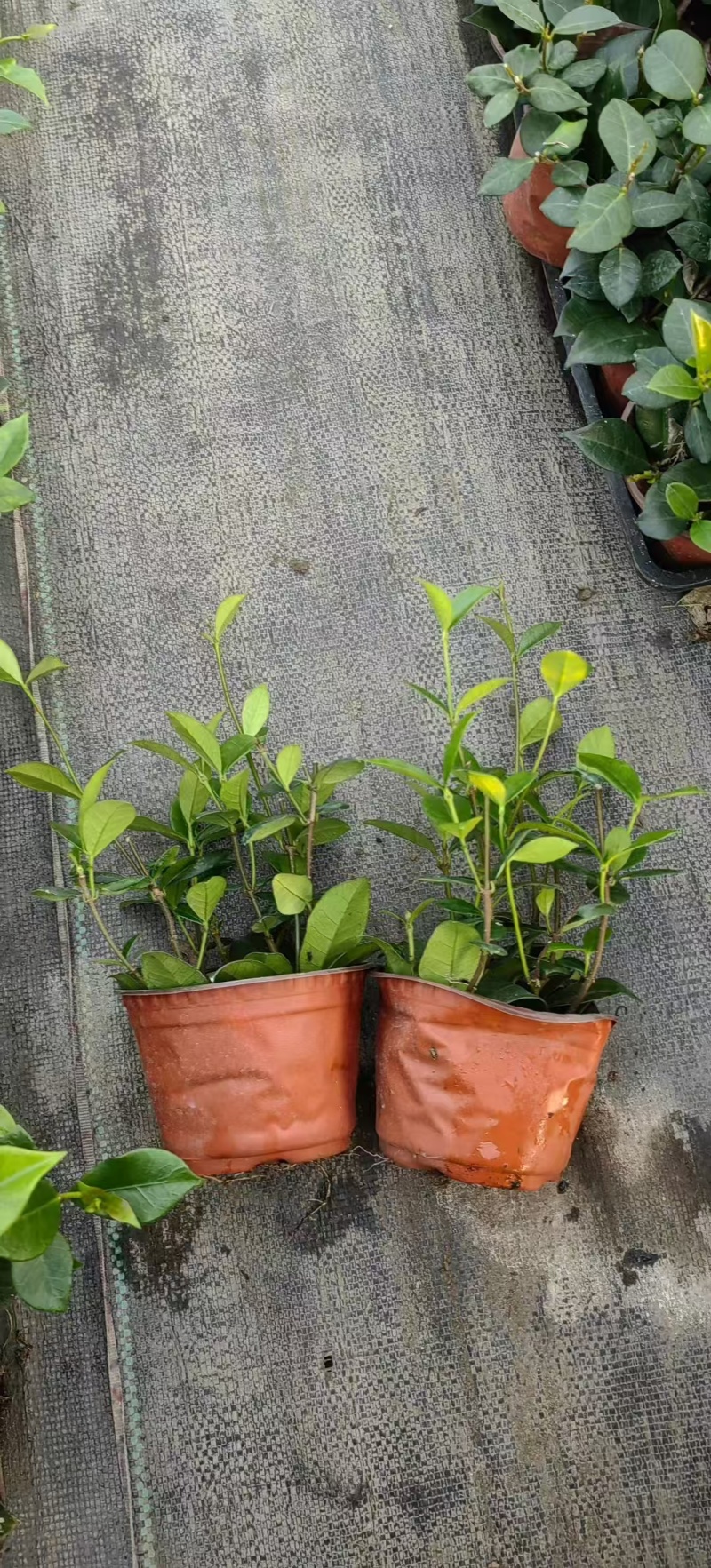 风车茉莉120，高度25一30cm，基地有量，欢迎订购。