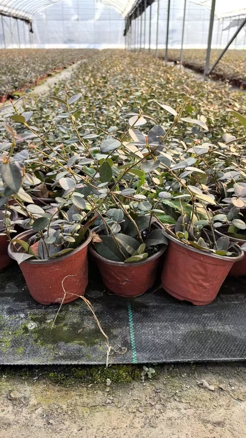 风车茉莉120，高度25一30cm，基地有量，欢迎订购。