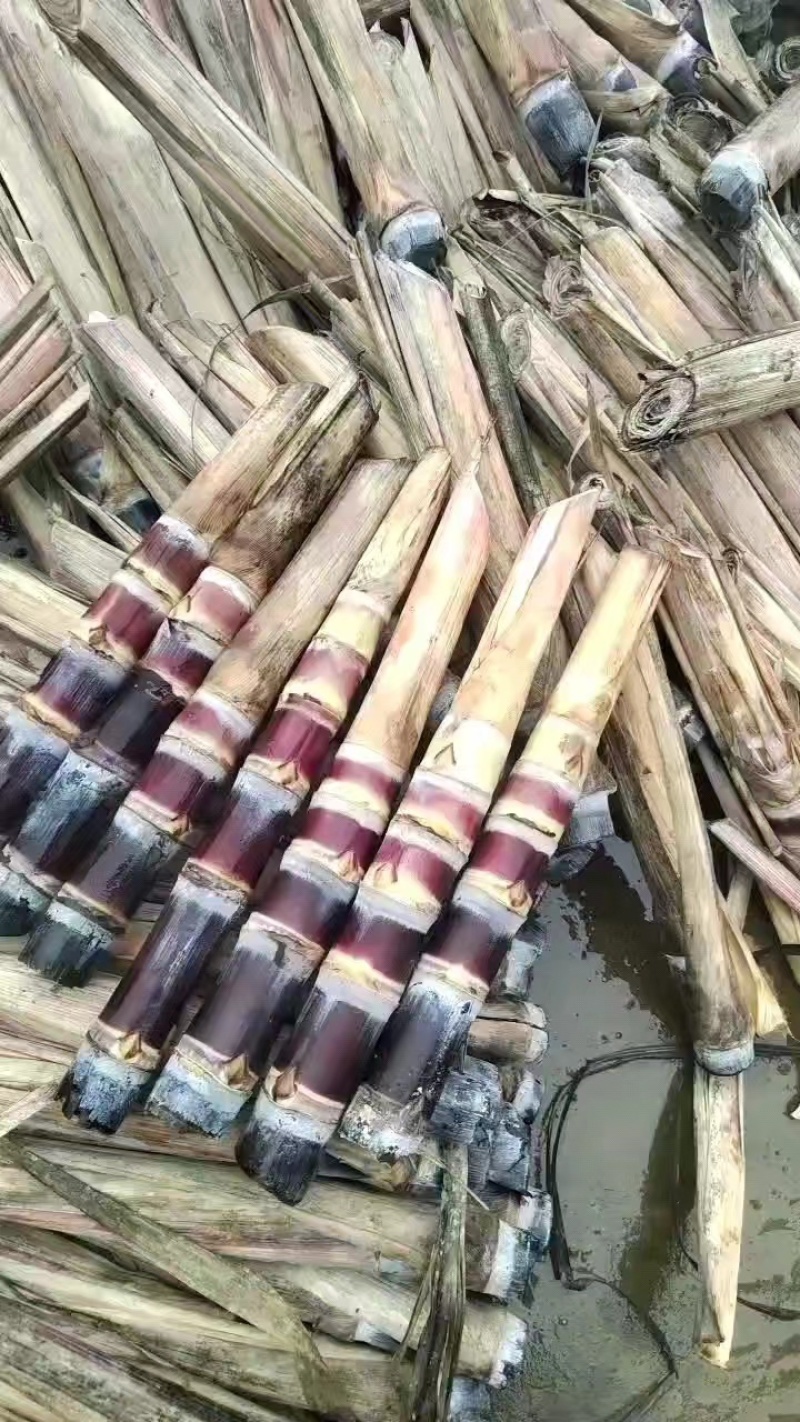 广西柳州黑皮甘蔗种苗对接各大平台电商商超批发可议价