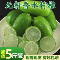 海南无籽香水柠檬新鲜正宗青柠檬奶茶店专用当季大果暴打整箱
