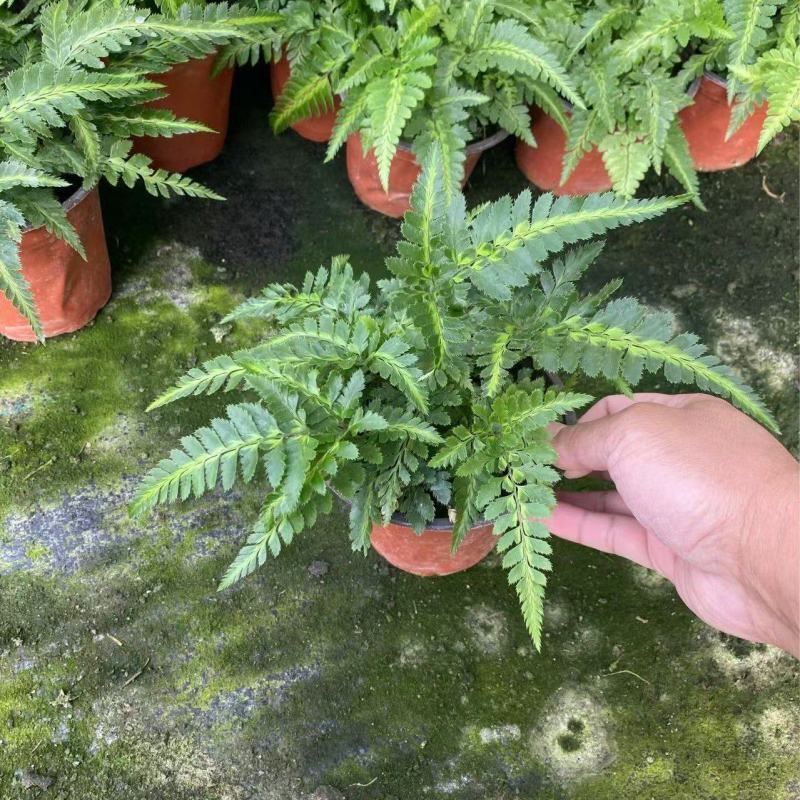 精品冬青蕨优质冬青蕨基地