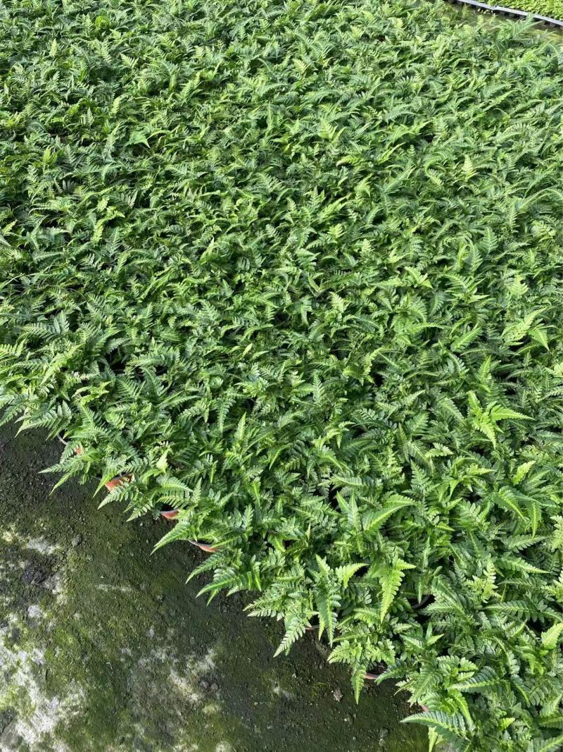 精品冬青蕨优质冬青蕨基地