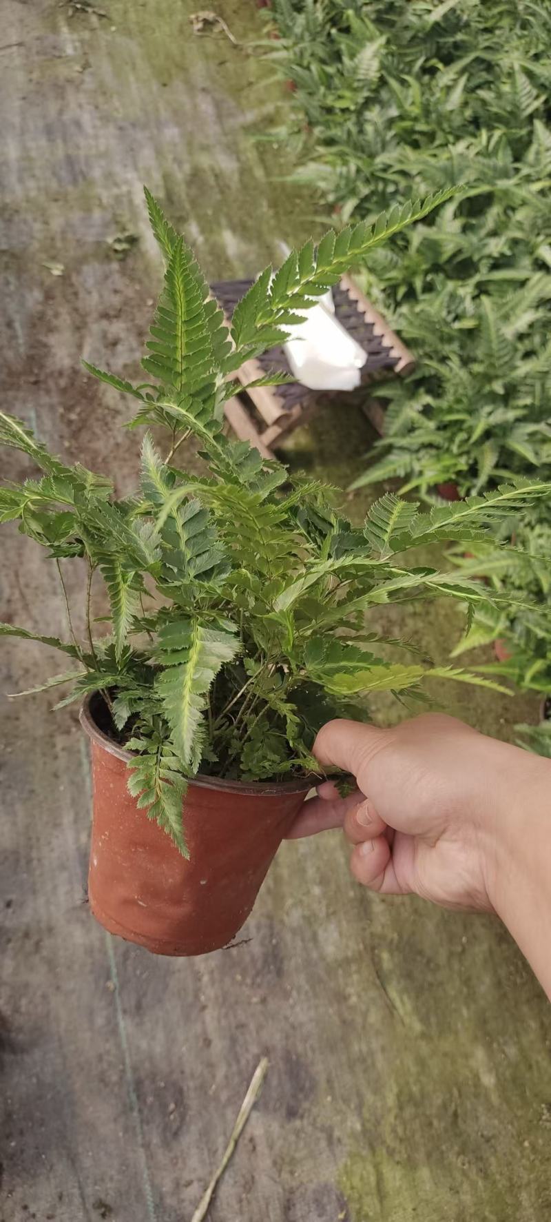 精品冬青蕨优质冬青蕨基地