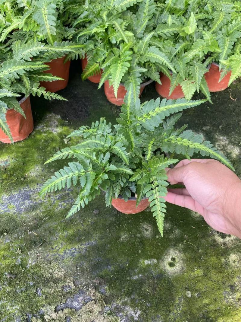 精品冬青蕨优质冬青蕨基地
