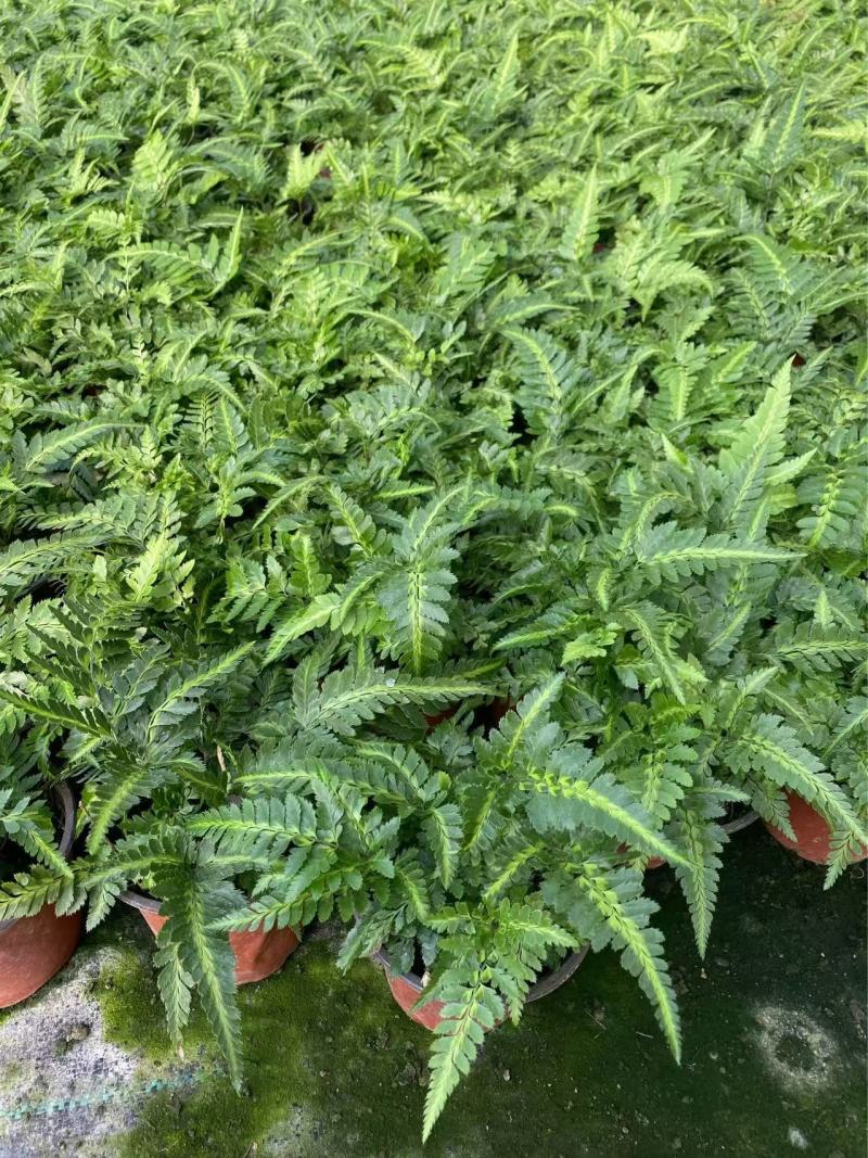 精品冬青蕨优质冬青蕨基地