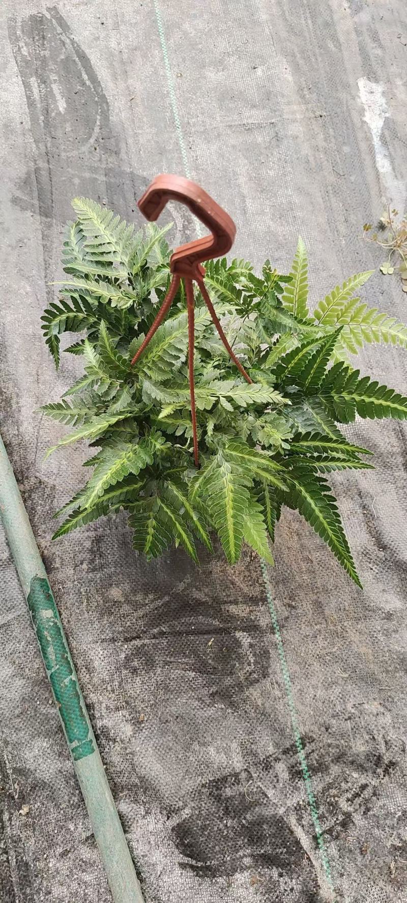 精品冬青蕨优质冬青蕨基地