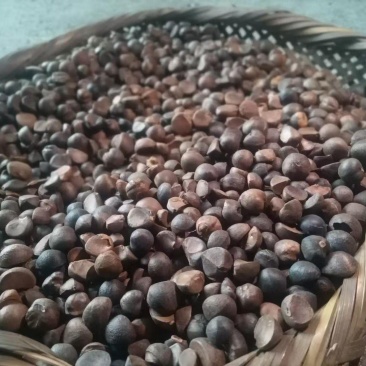 【牛商推荐】云南油茶籽/一手货源/量大优惠/全国发货/