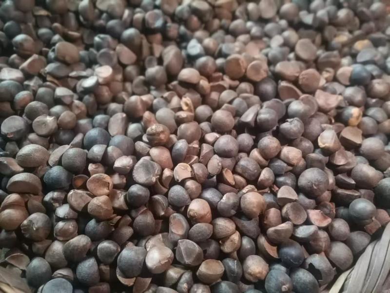 【牛商推荐】云南油茶籽/一手货源/量大优惠/全国发货/