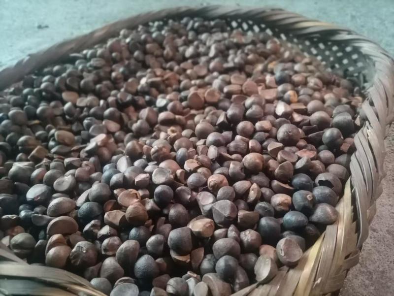 【牛商推荐】云南油茶籽/一手货源/量大优惠/全国发货/