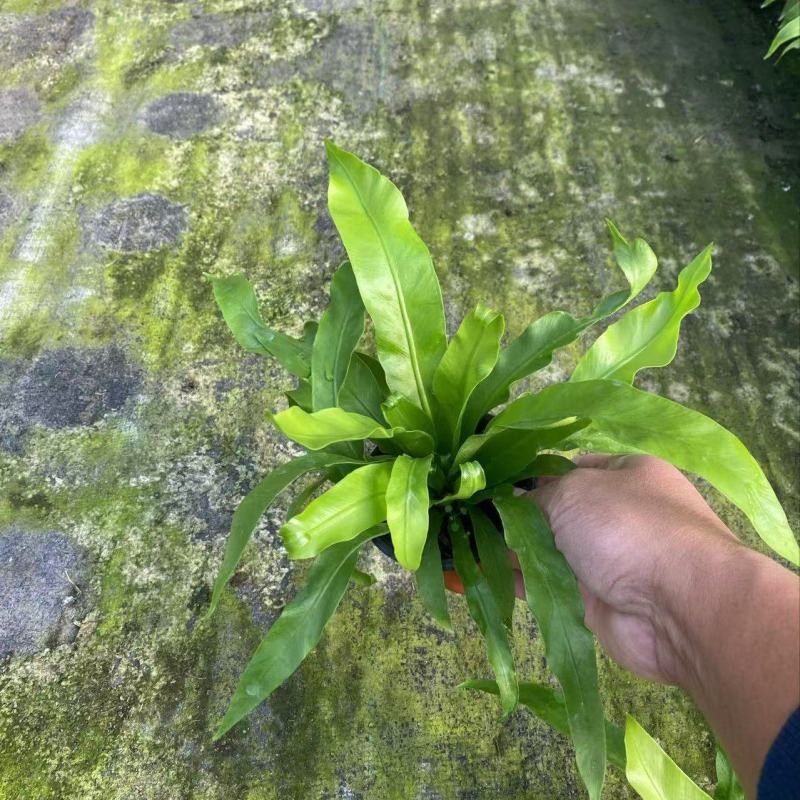精品鸟巢蕨苗优质鸟巢蕨基地
