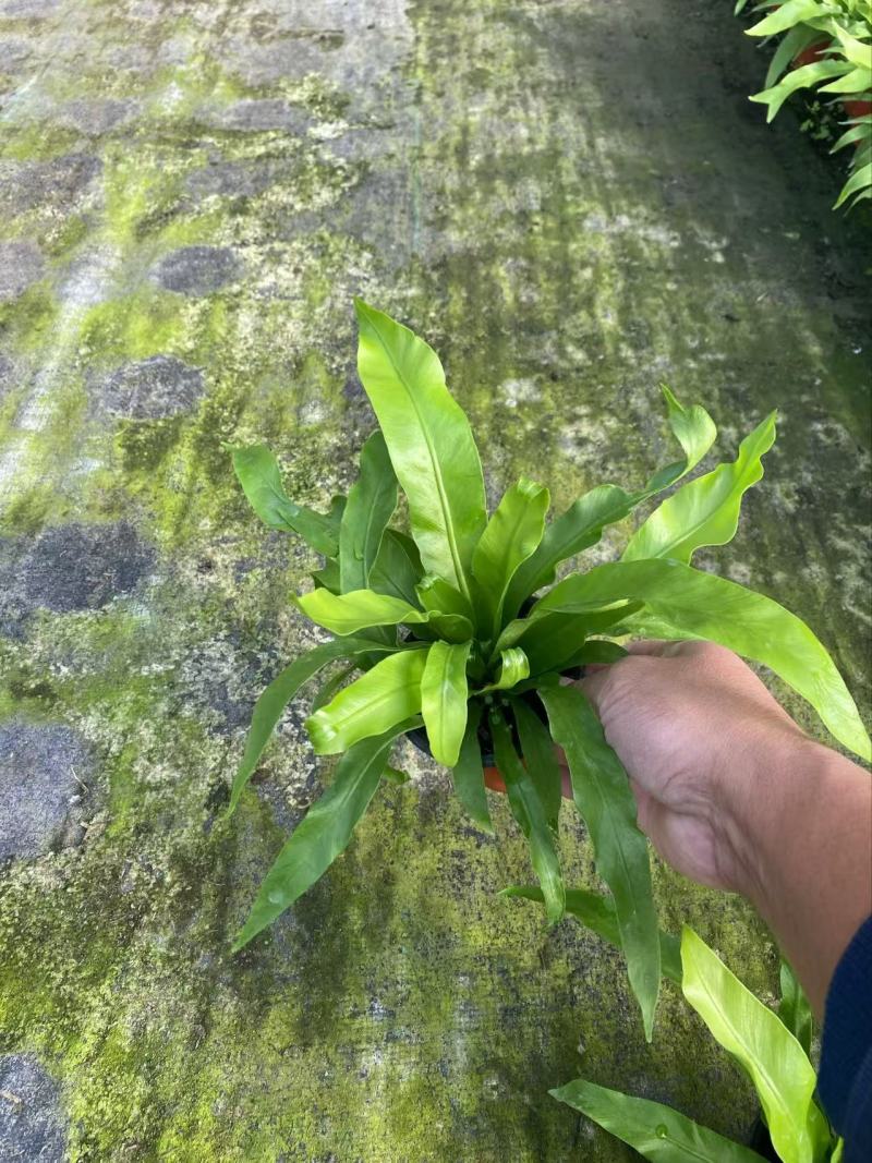 精品鸟巢蕨苗优质鸟巢蕨基地