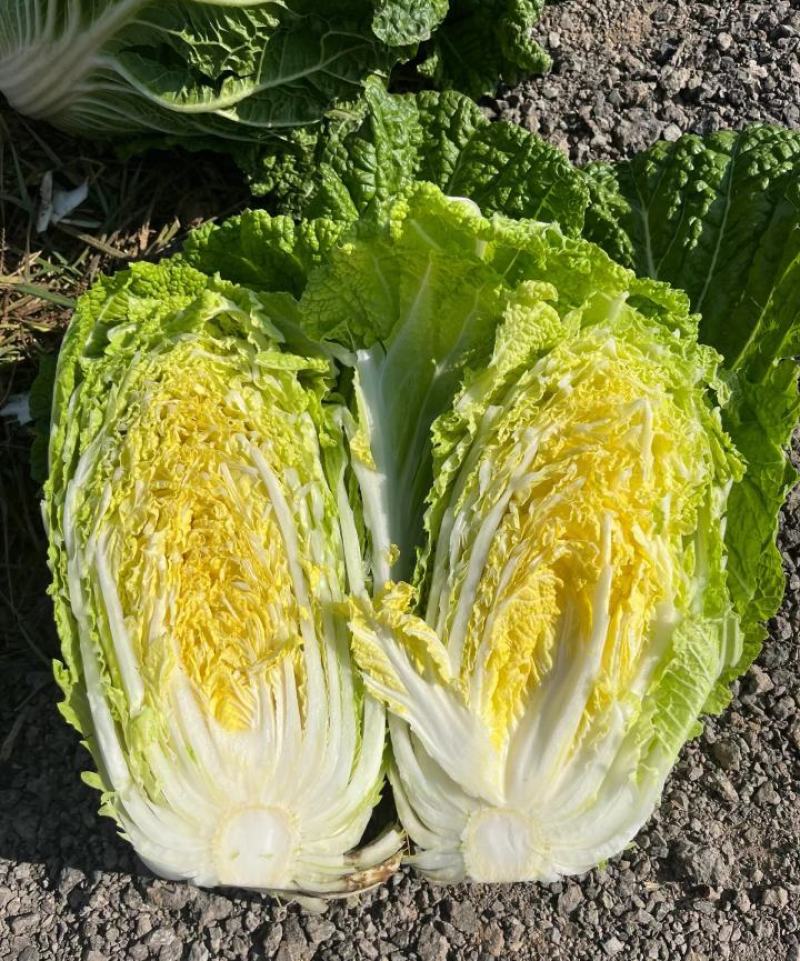 精品黄心大白菜大量供应，货运充足，湖北咸宁产地直发。