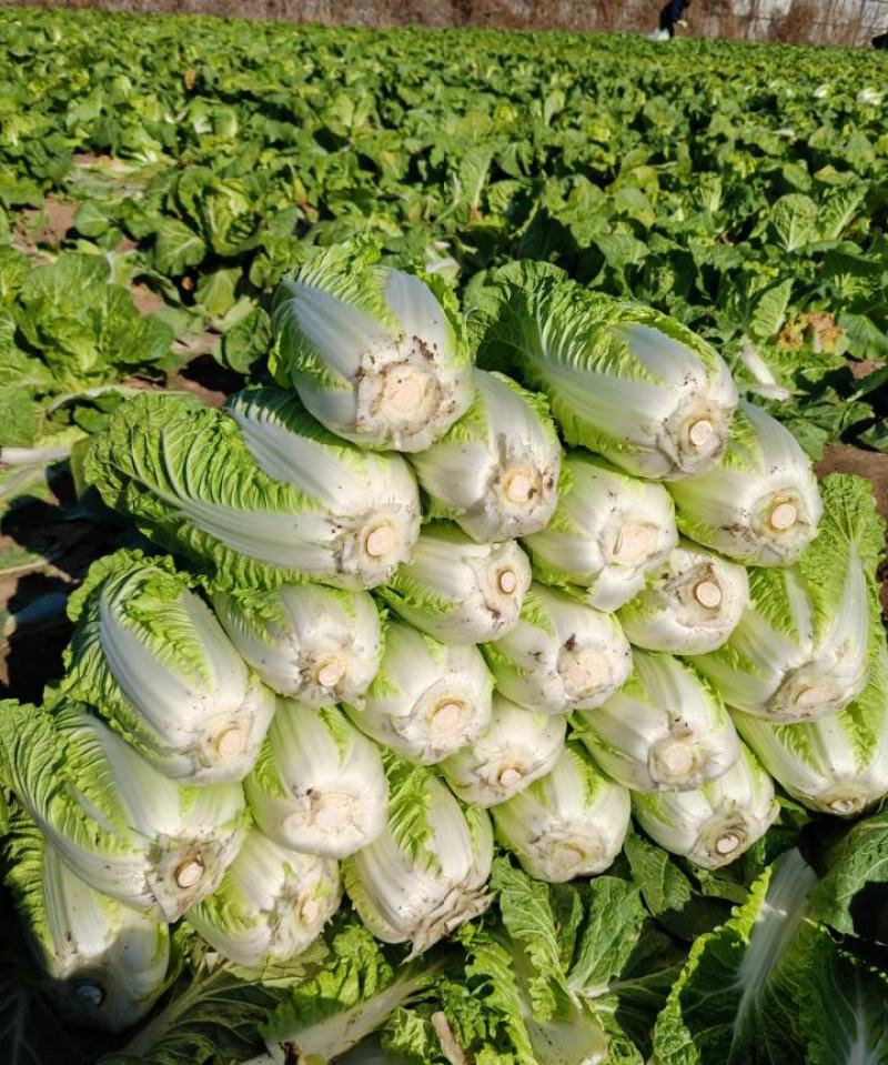 精品黄心大白菜大量供应，货运充足，湖北咸宁产地直发。