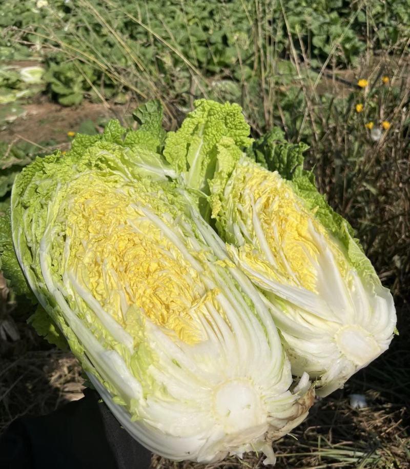 精品黄心大白菜大量供应，货运充足，湖北咸宁产地直发。