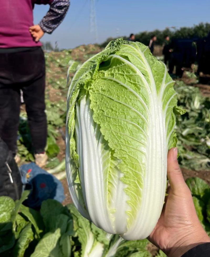 精品黄心大白菜大量供应，货运充足，湖北咸宁产地直发。