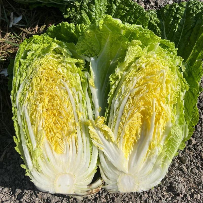 精品黄心大白菜大量供应，货运充足，湖北咸宁产地直发。