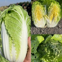 精品黄心大白菜大量供应，货运充足，湖北咸宁产地直发。