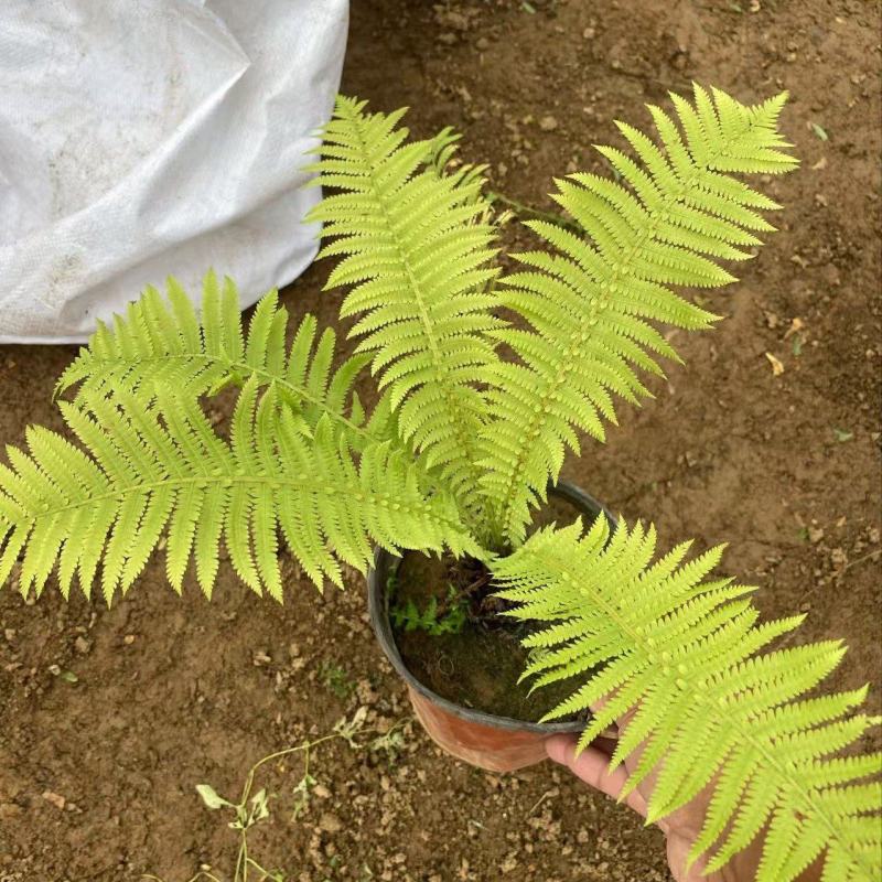 精品甲果蕨优质甲果蕨