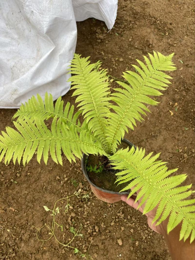 精品甲果蕨优质甲果蕨