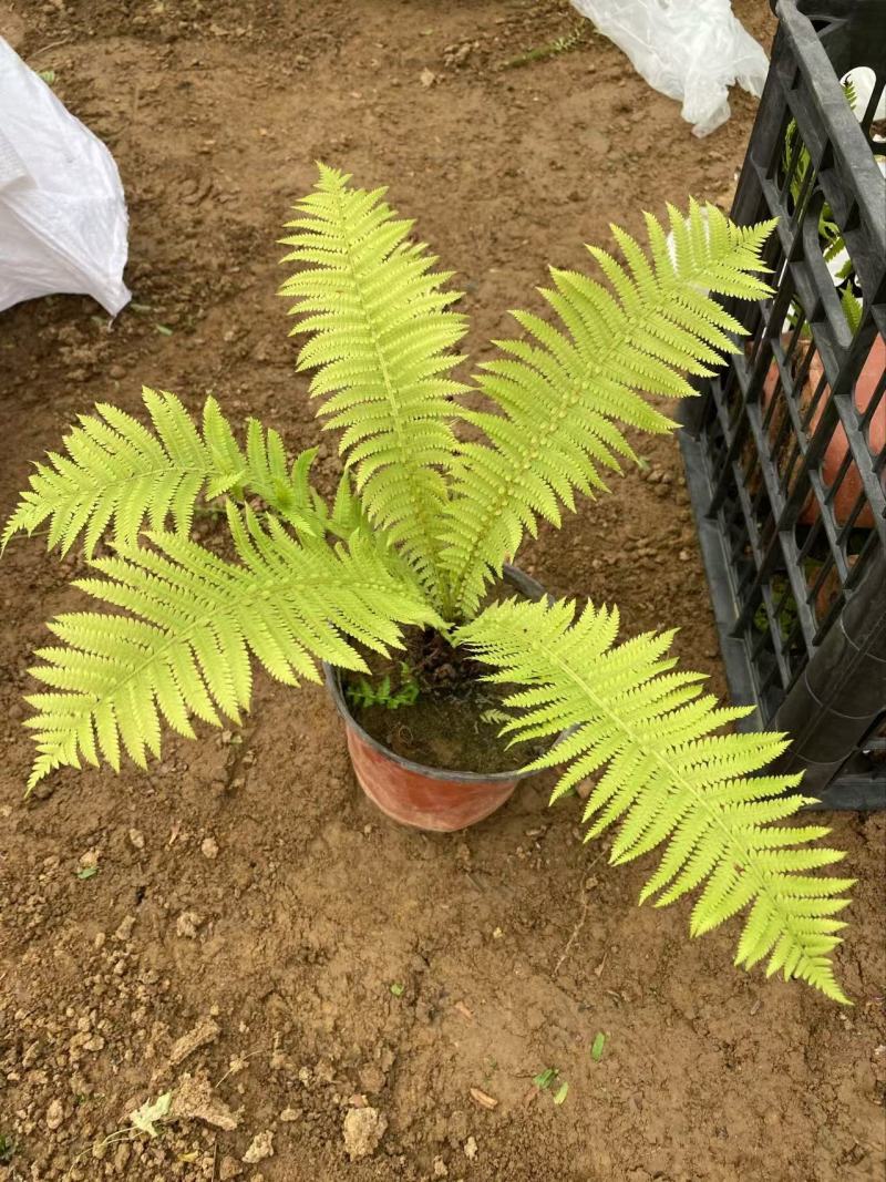 精品甲果蕨优质甲果蕨