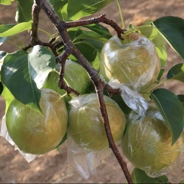 玉露香梨自己种植大量供货对接全国市场电商商超来电