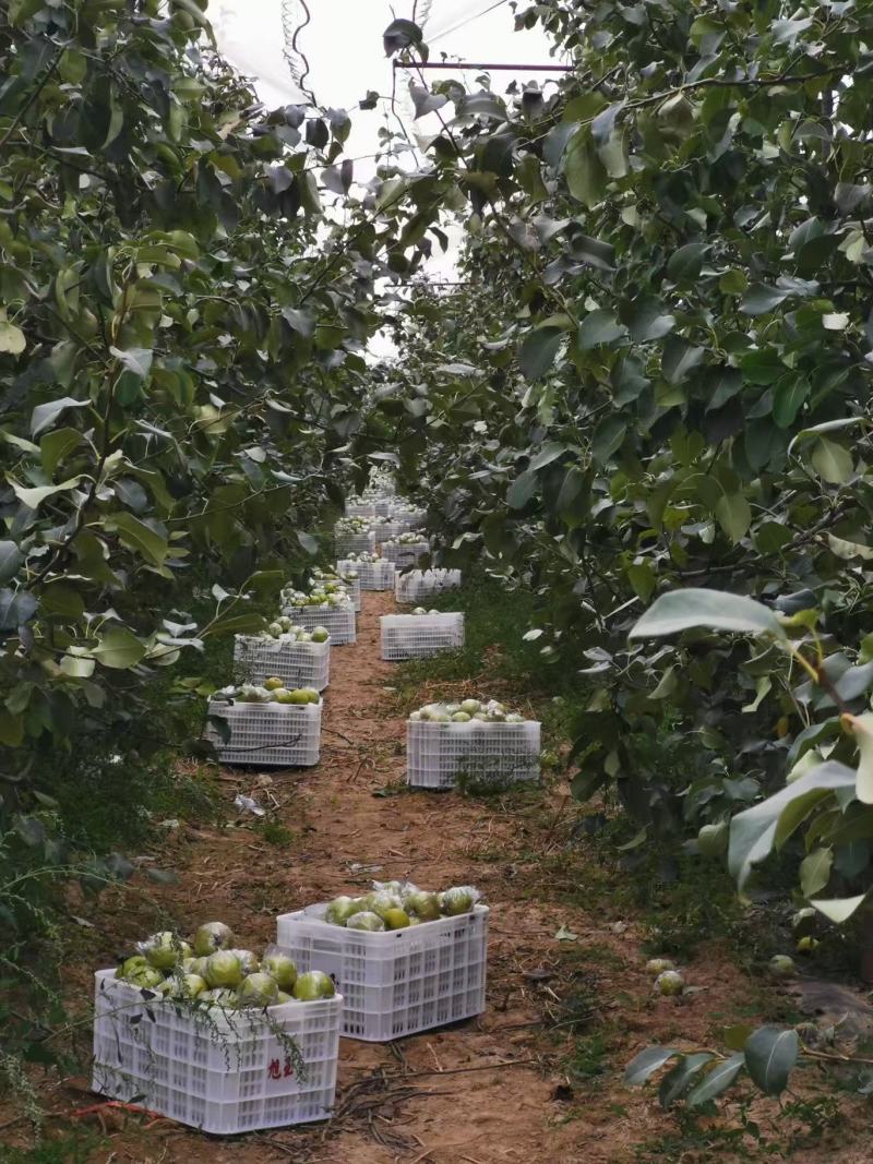 玉露香梨自己种植大量供货对接全国市场电商商超来电