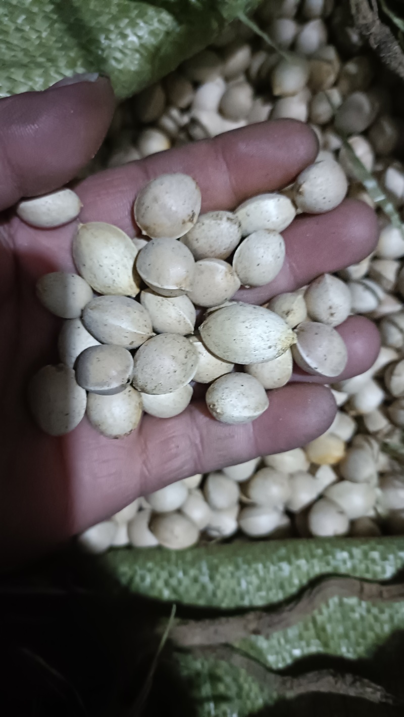 白果，银杏果，新鲜货