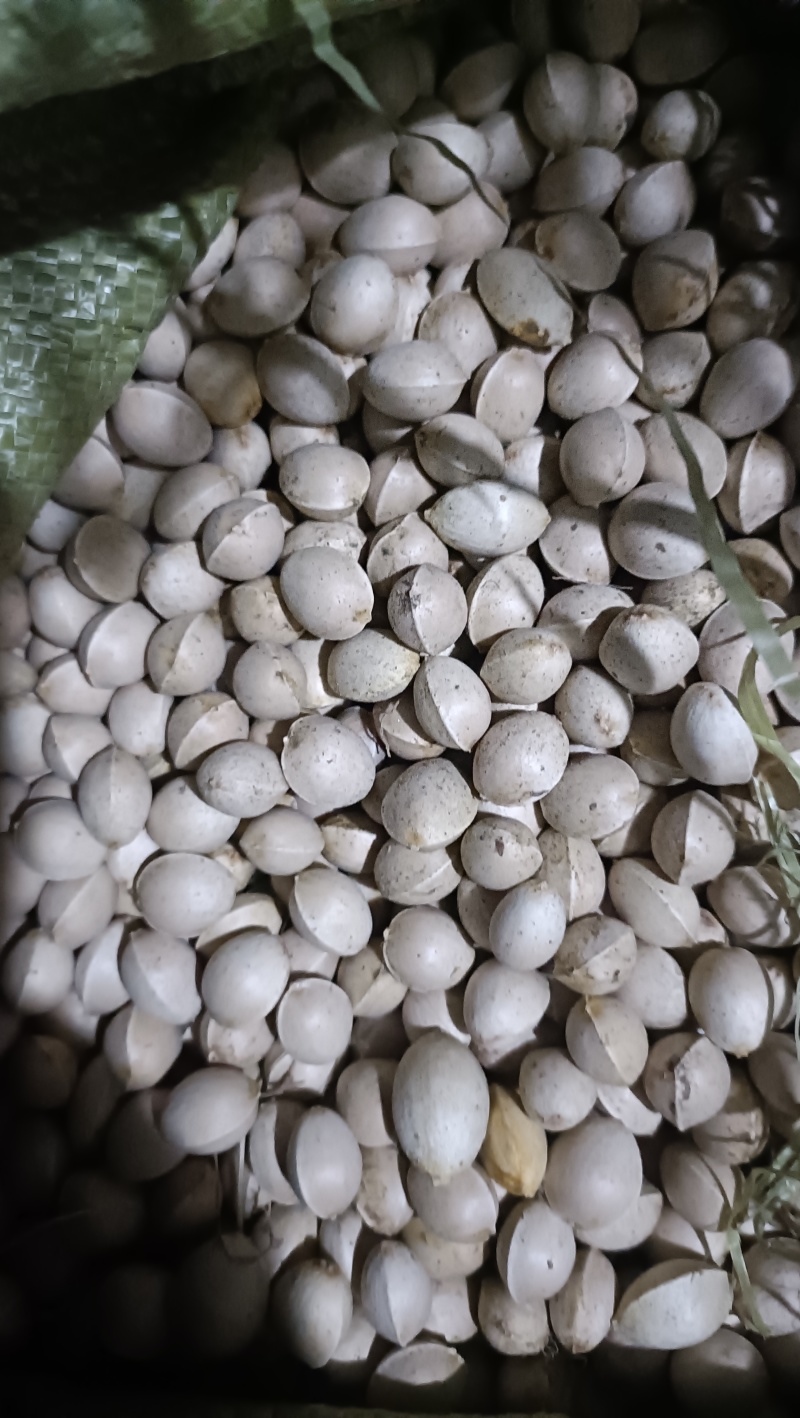 白果，银杏果，新鲜货