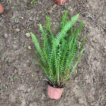 精品肾蕨优质肾蕨基地