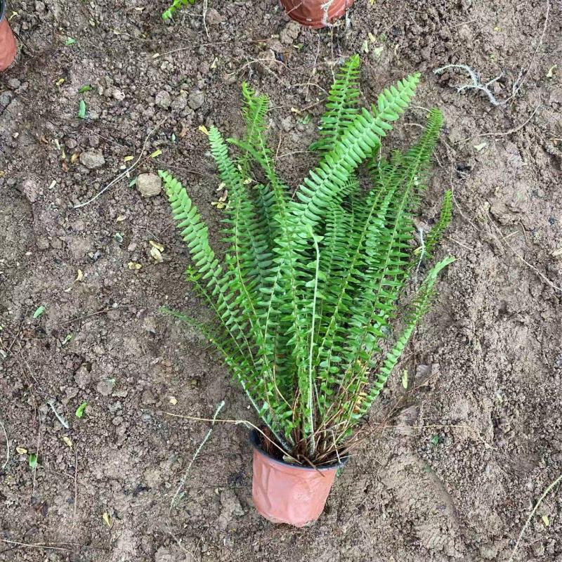 精品肾蕨优质肾蕨基地
