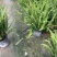 精品肾蕨优质肾蕨基地