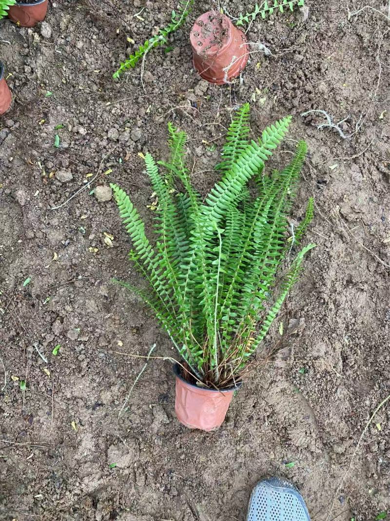 精品肾蕨优质肾蕨基地