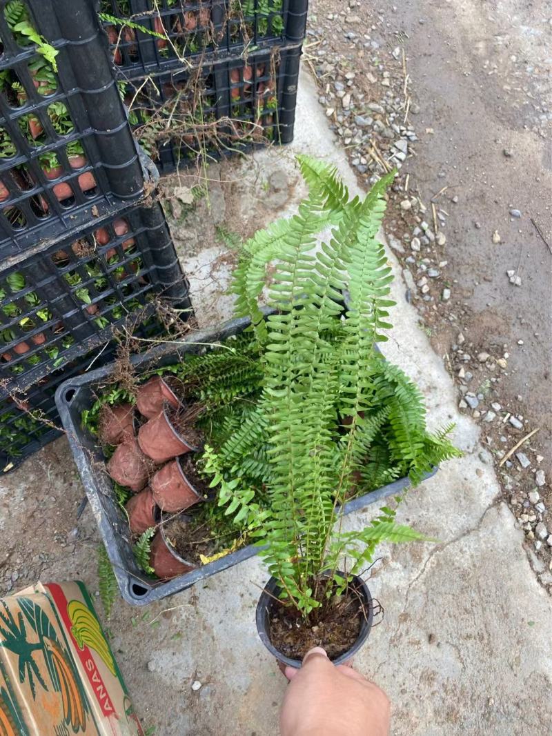 精品肾蕨优质肾蕨基地